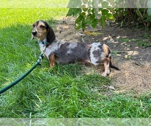 Mother of the Dachshund puppies born on 04/27/2026