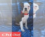 Small #2 Boston Terrier