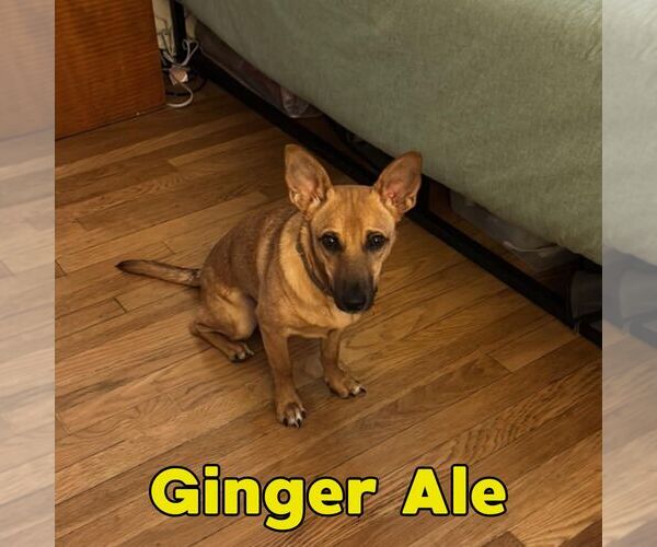 Medium Photo #4 Dachshund-Unknown Mix Puppy For Sale in San Antonio, TX, USA