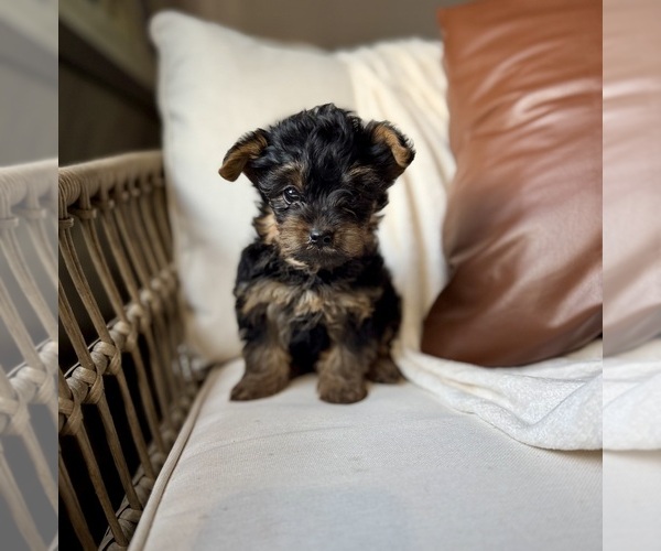 Medium Photo #4 YorkiePoo Puppy For Sale in BREMEN, IN, USA