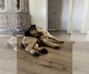 Cane Corso Puppy for sale in MODESTO, CA, USA