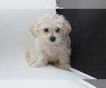 Small Morkie