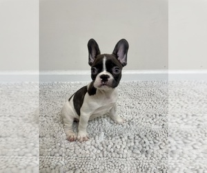 French Bulldog Puppy for sale in CHARLESTON, SC, USA