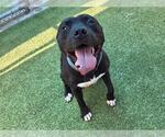 Small #1 American Staffordshire Terrier Mix