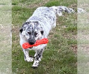 Australian Shepherd-English Setter Mix Dogs for adoption in Walnutport, PA, USA