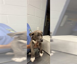 Mutt Dogs for adoption in Augusta, GA, USA