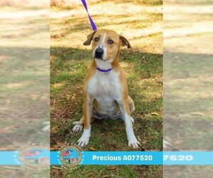 Labrador Retriever-Unknown Mix Dogs for adoption in Mobile, AL, USA