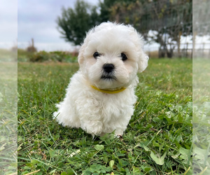 Zuchon Puppy for sale in FAIRBANK, IA, USA