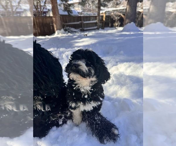 Medium Photo #1 Bernedoodle Puppy For Sale in GOLDEN, CO, USA