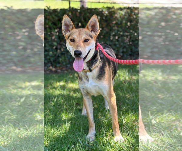 Medium Photo #1 Basenji-Unknown Mix Puppy For Sale in Newport Beach, CA, USA