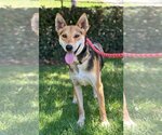 Small Photo #1 Basenji-Unknown Mix Puppy For Sale in Newport Beach, CA, USA