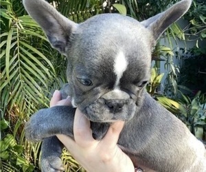 French Bulldog Puppy for sale in MIAMI, FL, USA