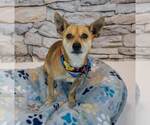 Small #1 Chihuahua Mix