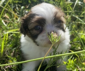 Shih Tzu Puppy for sale in VENETA, OR, USA