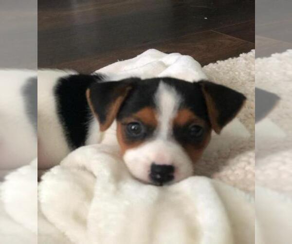 Medium Photo #4 Jack Russell Terrier Puppy For Sale in FAYETTEVILLE, NC, USA