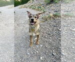 Small #3 Mutt