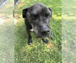 Mutt Dogs for adoption in Riverside, CA, USA