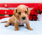 Puppy Larry Dachshund