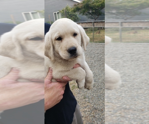Medium Photo #4 Labrador Retriever Puppy For Sale in OLYMPIA, WA, USA