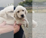 Small #3 Labrador Retriever