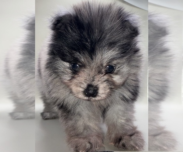 Medium Photo #12 Pomeranian Puppy For Sale in PORTLAND, ME, USA