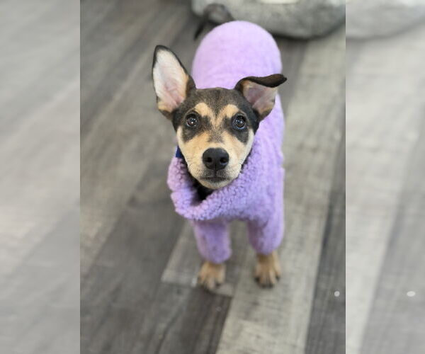 Medium Photo #2 Mutt Puppy For Sale in Jefferson, NJ, USA