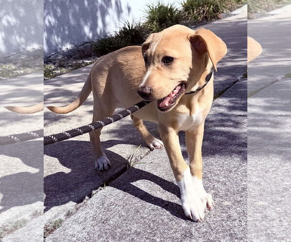 Medium Photo #6 Catahoula Leopard Dog-Labrador Retriever Mix Puppy For Sale in Sanford, FL, USA