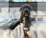 Small Mutt