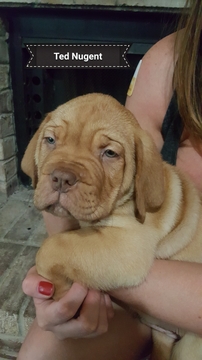 Medium Photo #1 Dogue de Bordeaux Puppy For Sale in ARLINGTON, TX, USA