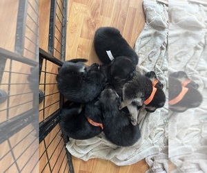 Rottweiler-Timber Wolf Mix Puppy for sale in VENETA, OR, USA