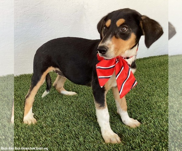 Medium Photo #2 Jack-A-Bee Puppy For Sale in San Diego, CA, USA