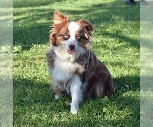 Mother of the Miniature Australian Shepherd puppies born on 07/25/2026