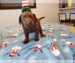 Small Photo #1 Labrador Retriever Puppy For Sale in HOLLY, MI, USA