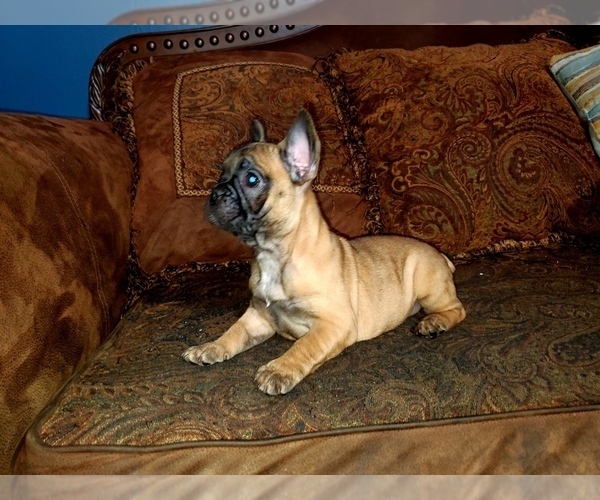 Medium Photo #1 French Bulldog Puppy For Sale in GRANDVIEW, WA, USA
