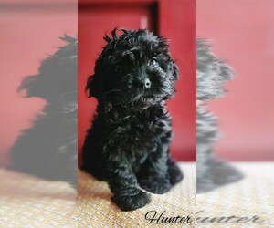 Cockapoo Puppy for sale in FAYETTEVILLE, NC, USA