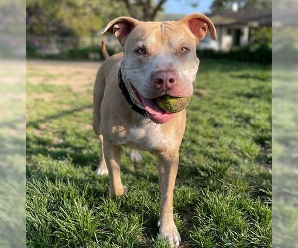Medium Photo #2 American Pit Bull Terrier Puppy For Sale in Camarillo, CA, USA