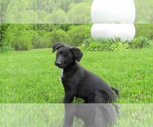 English Shepherd-Labrador Retriever Mix Puppy for sale in HILLSBORO, WI, USA