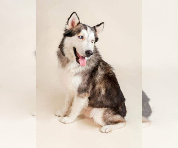Medium Photo #13 Alaskan Malamute-Unknown Mix Puppy For Sale in Oak Bluffs, MA, USA