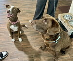 Small #3 Labrador Retriever Mix