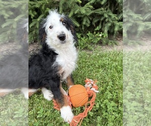 Bernedoodle (Miniature) Puppy for sale in MIDDLEBURY, IN, USA