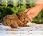 Small #25 Poodle (Toy)