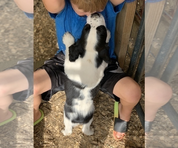 Medium Photo #7 English Springer Spaniel Puppy For Sale in JEANNETTE, PA, USA