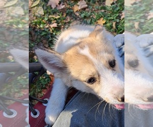 Pomsky Puppy for sale in INDIANAPOLIS, IN, USA