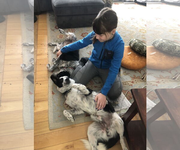 Medium Photo #4 Mutt Puppy For Sale in Garden City, NY, USA