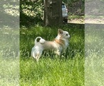 Small Photo #1 Chihuahua-Chiranian Mix Puppy For Sale in AYER, MA, USA