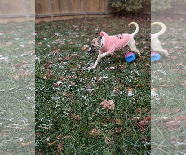 Medium Photo #4 Labrador Retriever-Unknown Mix Puppy For Sale in Holly Springs, NC, USA