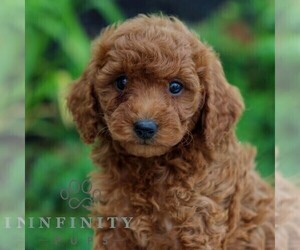Goldendoodle (Miniature) Puppy for sale in LITITZ, PA, USA