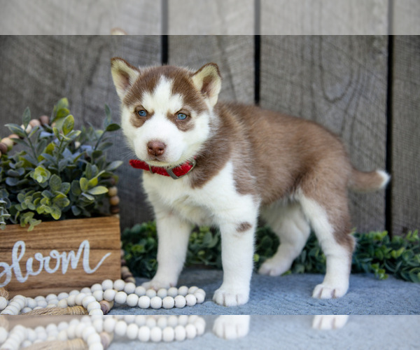 Medium Photo #1 Siberian Husky Puppy For Sale in SHREVE, OH, USA