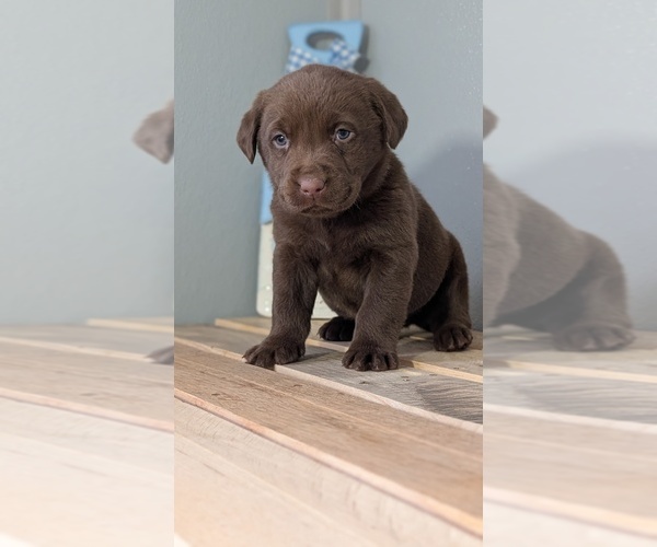 Medium Photo #56 Labrador Retriever Puppy For Sale in GOSHEN, IN, USA