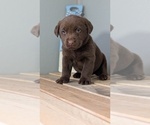 Small #3 Labrador Retriever